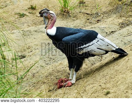 Andean Condor (vultur Gryphus) Eating Carrion In An Outdoor Aviary