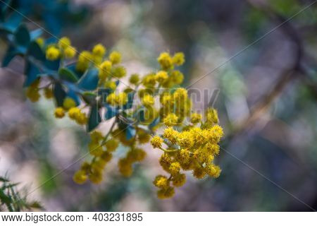 A Yellow Wildflowers In Boyce Thompson Arboretum Sp, Arizona