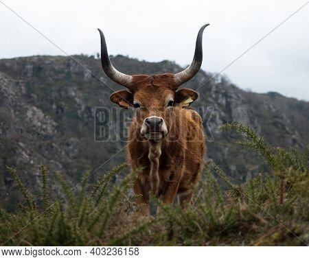 Closeup Headshot Portrait Of A Barrosao Bos Taurus Cattle Domestic Longhorn Bull Near Padrao Porta C