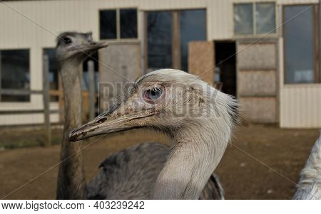 Bird Emu. Emu On The Farm. Emu's Funny Face