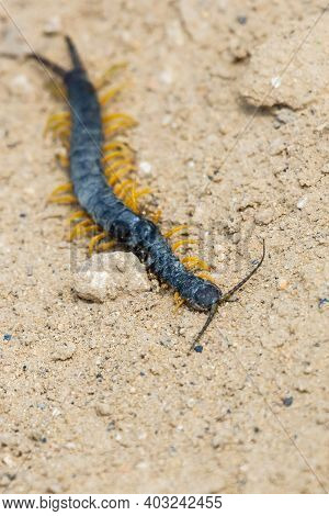 Common Desert Centipede Or Scolopendra Polymorpha