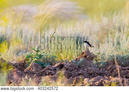 Pied Wheatear Or Oenanthe Pleschanka In Natural Habitat