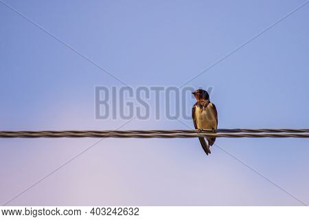 Barn Swallow Perched On A Wire, Against Blue Sky Background Close Up
