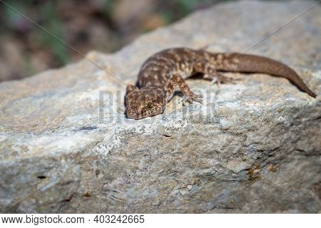 Even-fingered Gecko Genus Alcophyllex Or Squeaky Gecko In Wild Nature
