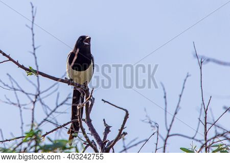 Eurasian Magpie Or Pica Pica On Branch