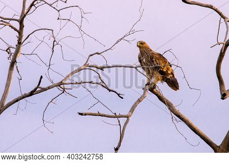 Steppe Eagle On The Branches Of A Dry Tree. Bird Of Prey In The Wild. Steppe Eagle Against The Blue