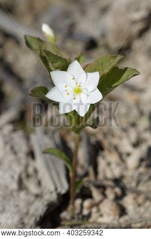 Trientalis Europaea Is A Flowering Plant In The Primrose Family Primulaceae Closeup