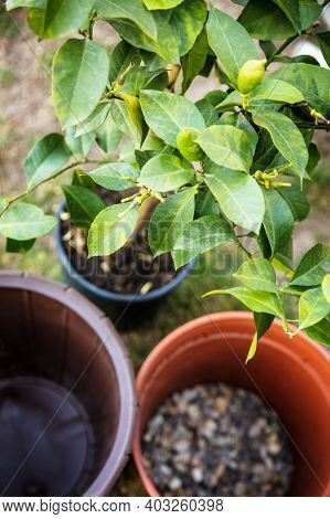 Top View Of Equipment For Repotting A Lemon Tree, One Pot Is Filled With Draining Gravel Or Grit
