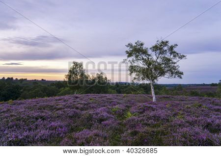 New Forest Heather v květu