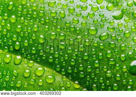 Background Of Rain Water Droplets On The Green Leaf.