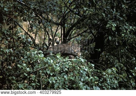 European Lynx, Felis Lynx, Adult Cammouflaged In Tree
