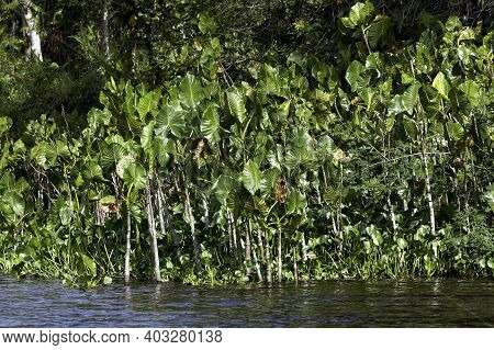 Forest And River At Orinoco Delta In Venezuela