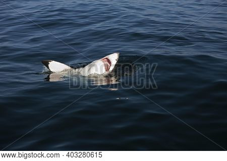 Great White Shark, Carcharodon Carcharias, Adult Breaching, False Bay In South Africa