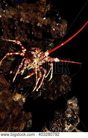 Natal Spiny Lobster, Palinurus Delagoae, South Africa