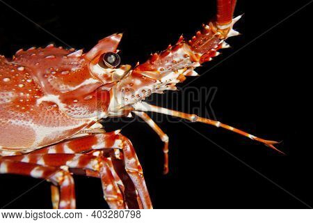 Natal Spiny Lobster, Palinurus Delagoae, Close-up Of Head, South Africa
