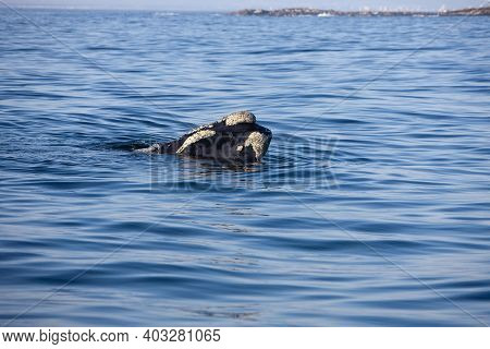 Southern Right Whale, Eubalaena Australis, Head Of Adult Emerging From Sea, Ocean Near Hermanus In S