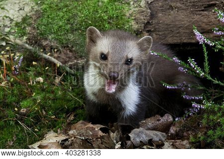 Stone Marten Or Beech Marten, Martes Foina, Adult With Open Mouth, Normandy