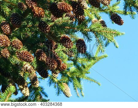 Fir Branches With Cones In The Corner On A Sky Background . New Year Card Template.