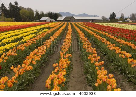 Tulip Field With Farm