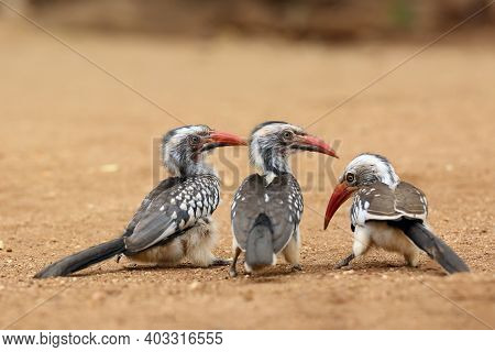 The Southern Red-billed Hornbill (tockus Rufirostris) Group Of Birds Sitting On The Ground. Three Bi