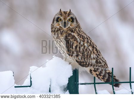 Rare Wintering Short-eared Owl (asio Flammeus) Perched On Snowy Fence