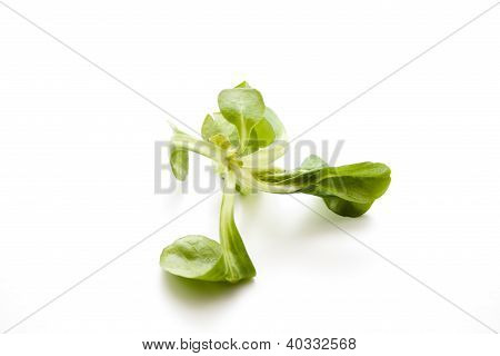 Tuore Green Fieldsalad