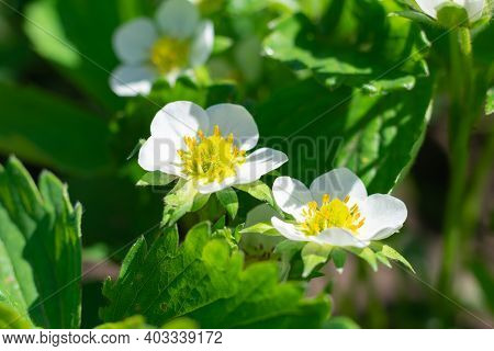 Blooming Strawberry Bush With White Flowers On Gardenbed. Cultivation Berries In Countryside