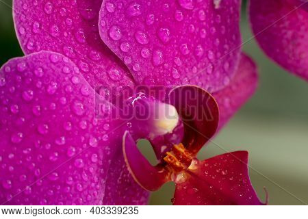 Close Up View Of Beautiful Orchid Flowers In Bright Magenta Color. Phalaenopsis Orchid Cultivation A