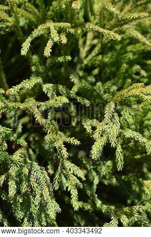 Japanese Cedar Globosa Nana - Latin Name - Cryptomeria Japonica Globosa Nana