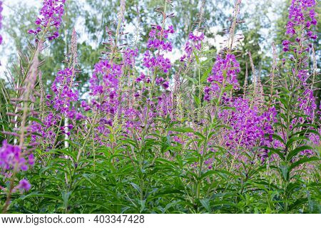 Field Of Blooming Sally Flowers Or Ivan Tea, Wild Medicinal Herbal Tea Of Willow Plant Or Epilobium