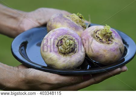 Female Holding Plate Of Indian Vegetable Turnip Or Shalgam. Fresh Harvested Used To Make Sabzi Or Cu