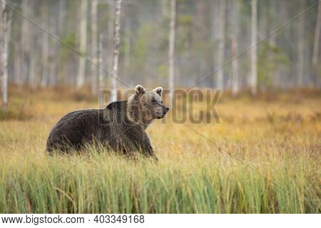 Brown Bear In The Nature Habitat Of Finland, Finland Wildlife, Rare Encounter, Big Predator, Europea