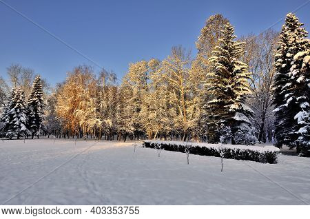 Beauty Of Winter Nature In Snowy Park At Sunset. The Sun's Rays Painted The Snow-covered Trees In Go