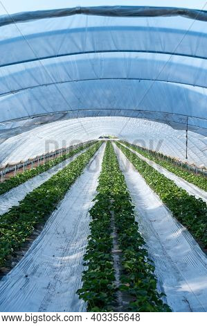 Cultivation Of Strawberry Fruits Using The Plasticulture Method, Plants Growing On Plastic Mulch In 