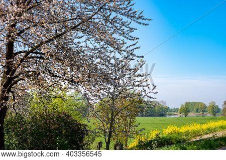 Spring Nature Landscape With Yellow Blossom Of Rapeseed Plants In Betuwe, Gelderland, Netherlands
