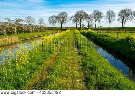 Spring Nature Landscape With Yellow Blossom Of Rapeseed Plants In Betuwe, Gelderland, Netherlands