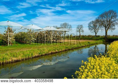 Spring Nature Landscape With Yellow Blossom Of Rapeseed Plants In Betuwe, Gelderland, Netherlands