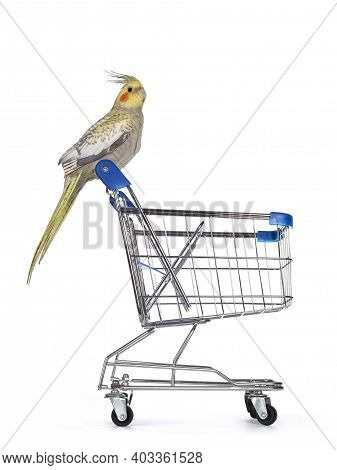 Female Cockatiel Bird Aka Nymphicus Hollandicus, Sitting Side Ways On Handle Of Mini Shopping Cart. 
