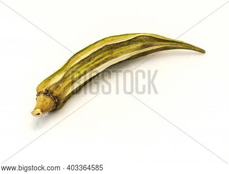 Matured And Dried Okra Pod For Saving Seeds Studio Shot Isolated On White Background