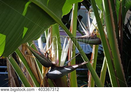 Beautiful Flowering Of Strelitzia Nicholas (latin - Strelitzia Nicolai)