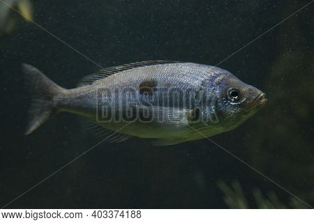 The Blotched Picarel (spicara Maena) In Aquarium.