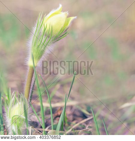 Beautiful Floral Background With First Spring Flower Snowdrop. Natural White Pasque Flower Close Up 