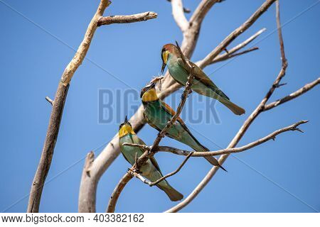 European Bee Eater, Merops Apiaster. Common Bee-eater Bird On Branch.