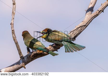 European Bee Eater, Merops Apiaster. Common Bee-eater Bird On Branch.