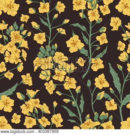 Elegant Seamless Pattern Of Rapeseed Plant Or Yellow Canola Flowers. Botanical Design For Printing. 