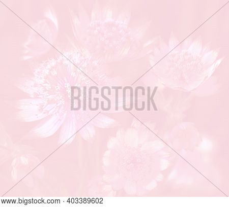 Flower Texture And Pattern. Extraordinary Background. Astrantia Major Flowers On Pink Background. Co