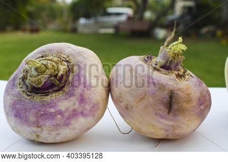 Turnip Vegetable Also Know As Brassica Rapa, From Asia Purple Pink And White Shaded Winter Season Ve