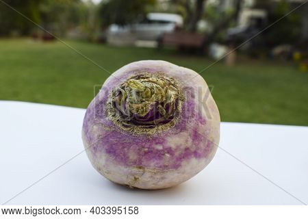 Turnip Vegetable Also Know As Brassica Rapa, From Asia Purple Pink And White Shaded Winter Season Ve