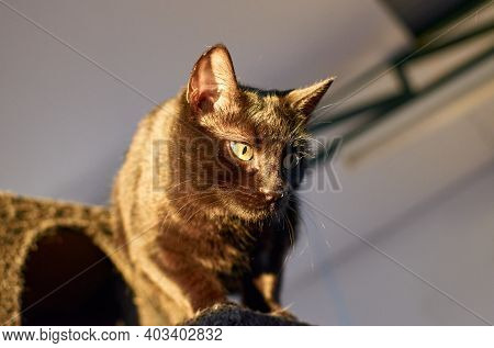 Black Cat On A Cat Tower Indoors With Sunlight