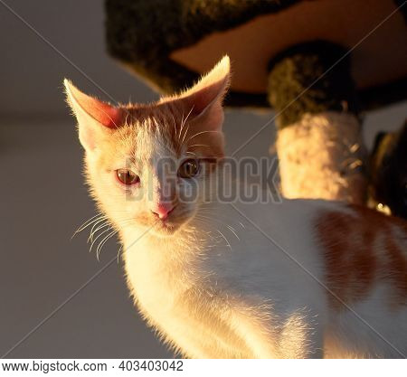 White And Ginger Small Cat Indoors With Sunlight